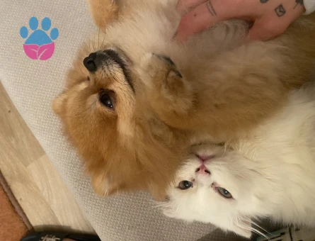 Poomeranian Boo Oğluma Eş Arıyorum