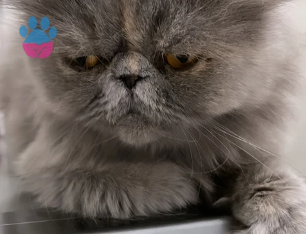 İran Kedisi 2 Yaşında Eş Arıyor