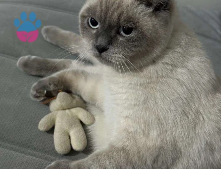 1 Yaşında Scottish Lynx Point Eş Arıyor