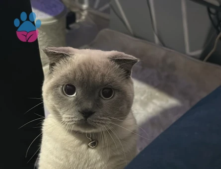 1 Yaşında Scottish Lynx Point Eş Arıyor