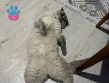 1 Yaşında Scottish Lynx Point Eş Arıyor