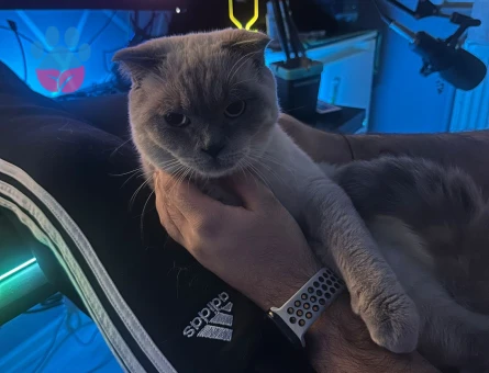 1 Yaşında Scottish Lynx Point Eş Arıyor