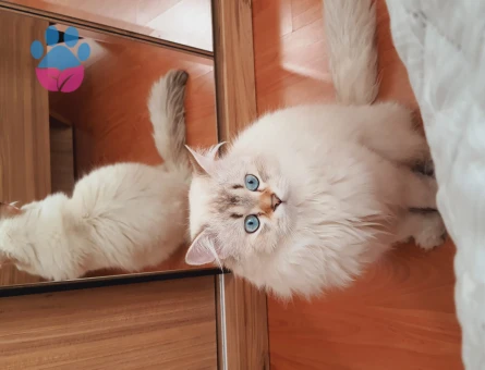 Neva Masquerade Oğlumuz Loki İçin Eş Arıyoruz