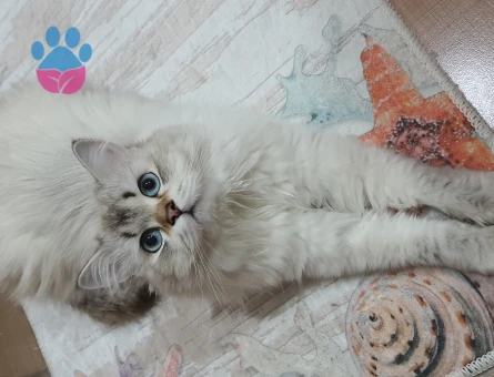 Neva Masquerade Oğlumuz Loki İçin Eş Arıyoruz