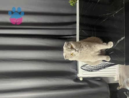 Scottish Straight LoLa Eş Arıyor