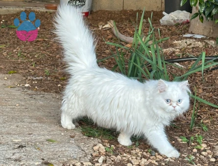 Chinchilla kedime erkek arıyorum