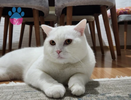 British Shorthair 1 Yaşında Eş Arıyor