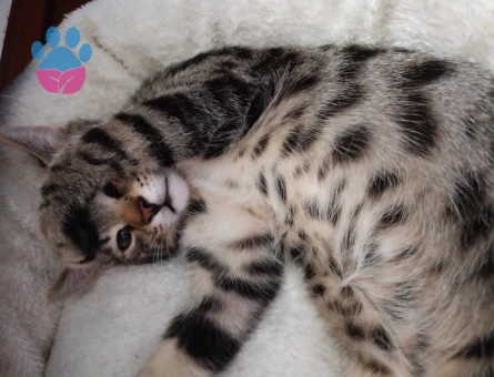 Erkek tekir kedim için eş