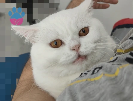 British Shorthair Erkek Kedime Eş Aranıyor