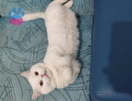 British Shorthair Erkek Kedime Eş Aranıyor