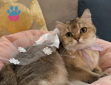 Golden Kedime Damat Arıyorum