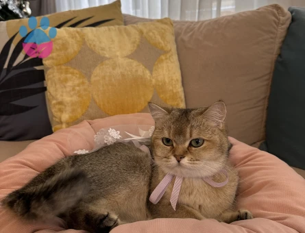 Golden Kedime Damat Arıyorum