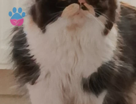 Prensesime eş arıyoruz