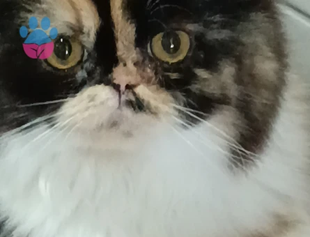 Prensesime eş arıyoruz