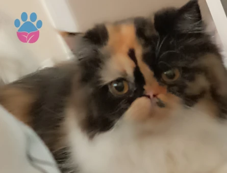 Prensesime eş arıyoruz