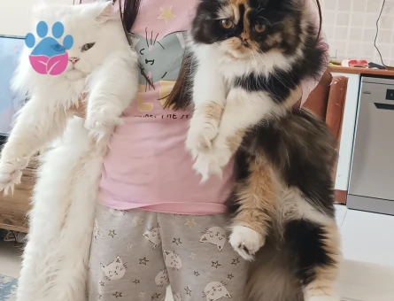 Prensesime eş arıyoruz