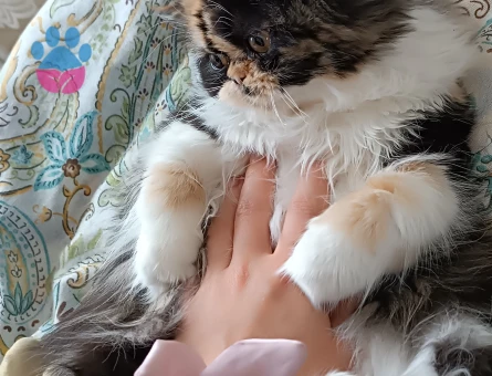 Prensesime eş arıyoruz