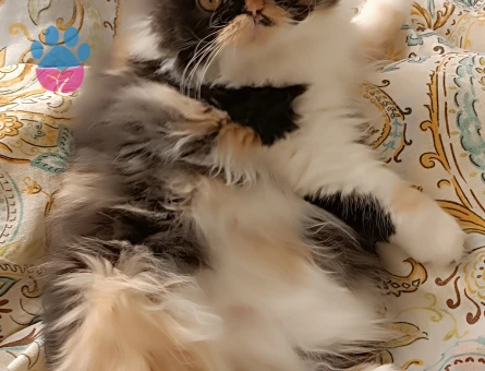 Prensesime eş arıyoruz