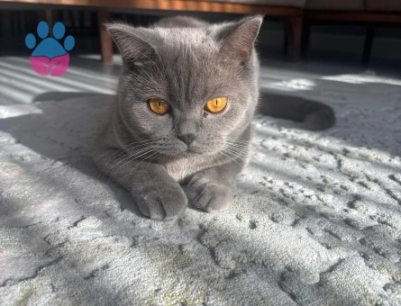 1 yaşında biritish dişi kedimize eş arıyoruz