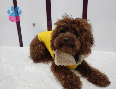 Toypoodle oğluma eş