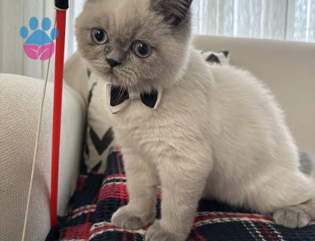 British Shorthair Oğluma eş arıyorum