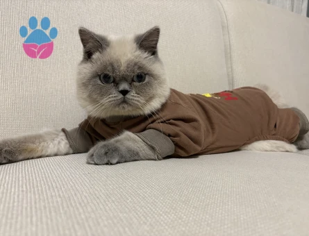 British Shorthair Oğluma eş arıyorum