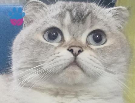 Sütlaç icin eş arıyorum