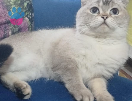 Sütlaç icin eş arıyorum