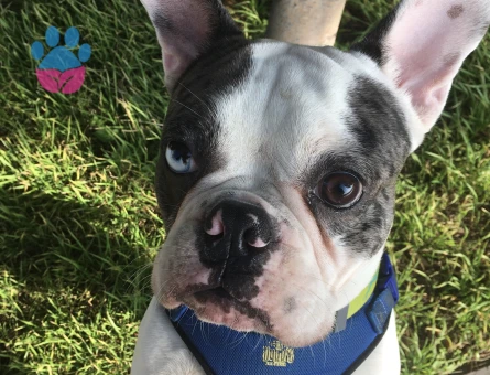 Ozzy beye dişi ariyoruz