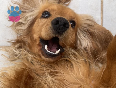 Oğlum Dobby’e eş arıyoruz