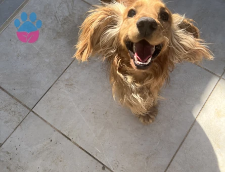 Oğlum Dobby’e eş arıyoruz