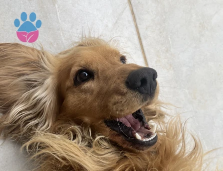 Oğlum Dobby’e eş arıyoruz