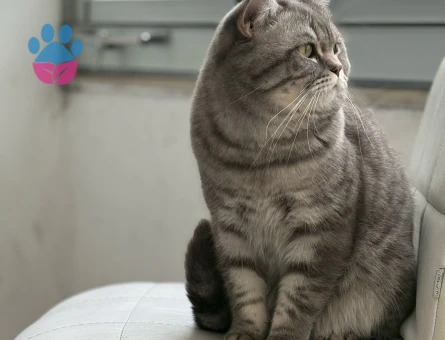 Zeki ve Yakışıklı Oğluma Gelin Arıyorum