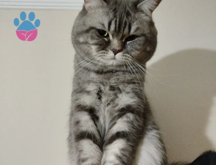 Zeki ve Yakışıklı Oğluma Gelin Arıyorum