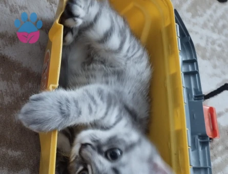 Zeki ve Yakışıklı Oğluma Gelin Arıyorum