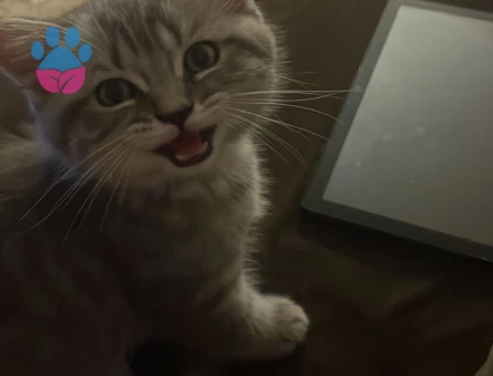 Zeki ve Yakışıklı Oğluma Gelin Arıyorum