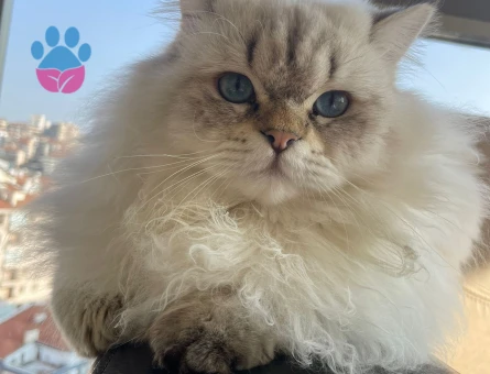 British Cinsi Dişi Kedime Eş Arıyorum