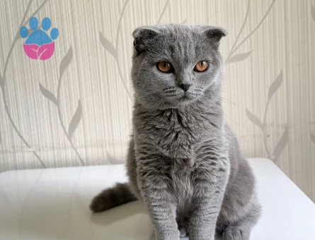 Scottish fold dişi Kedime eş aranıyor