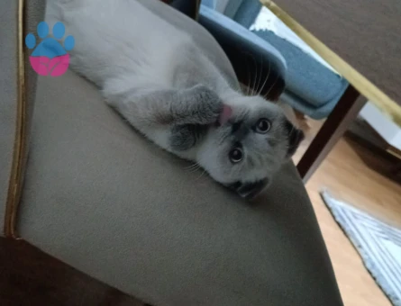 Scottish Fold Prenses Eş Arıyor
