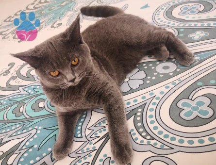 British Shorthair Kedime Deneyimli eş arıyoruz
