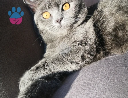 British Shorthair Kedime Deneyimli eş arıyoruz