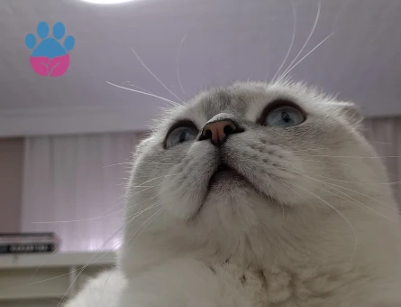 Oğluma dişi eş arıyoruz