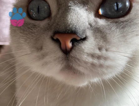 Oğluma dişi eş arıyoruz