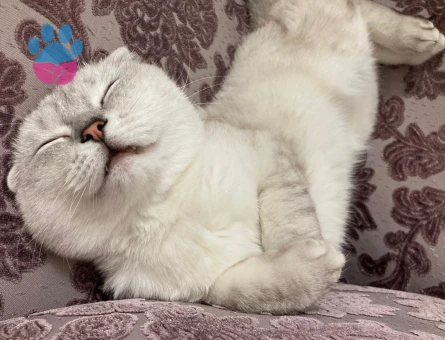 Oğluma dişi eş arıyoruz