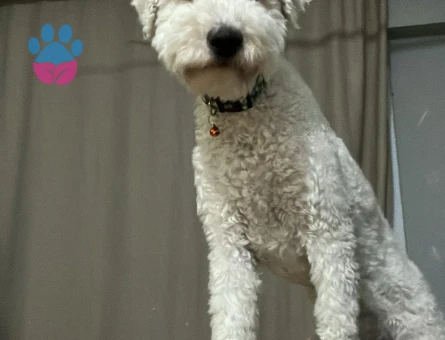 GoldenDoodle Oğluma kız arıyorum