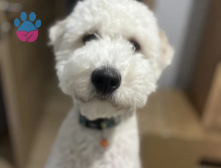 GoldenDoodle Oğluma kız arıyorum