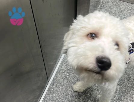 GoldenDoodle Oğluma kız arıyorum