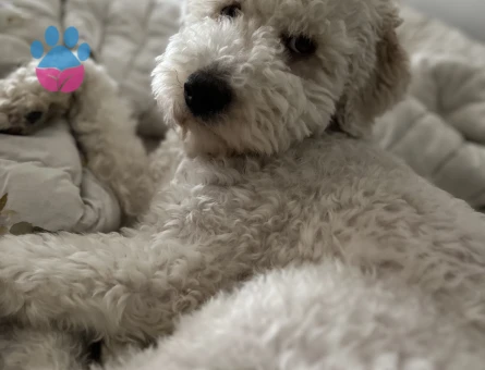 GoldenDoodle Oğluma kız arıyorum