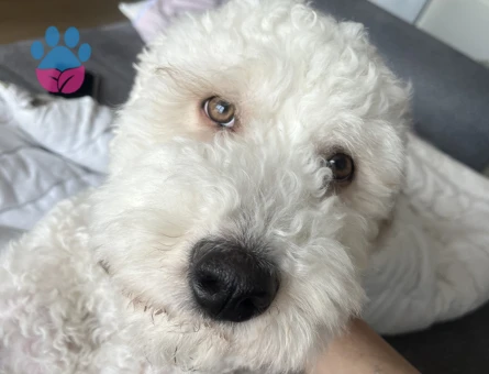 GoldenDoodle Oğluma kız arıyorum