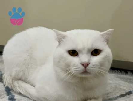 British Shorthair Erkek 1.5 yaşında